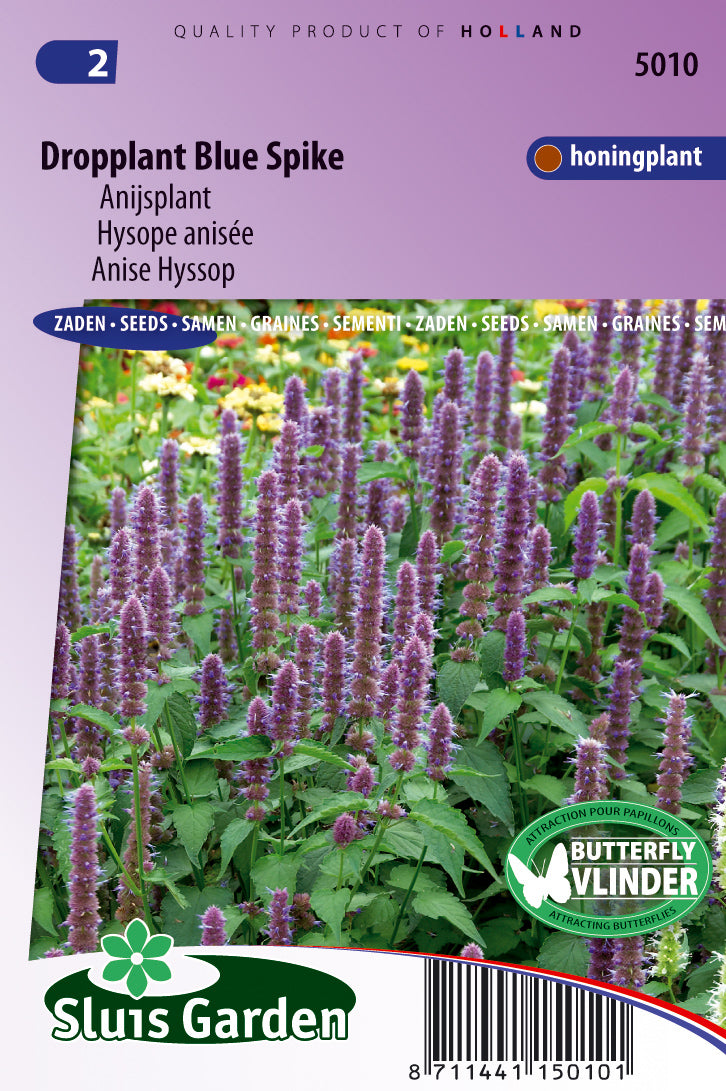 Agastache foeniculum ‘Blue Spike’ BIO – Zaadgoed 0,15 g (doosje) voor Moestuin & Bloementuin – Sluis Garden