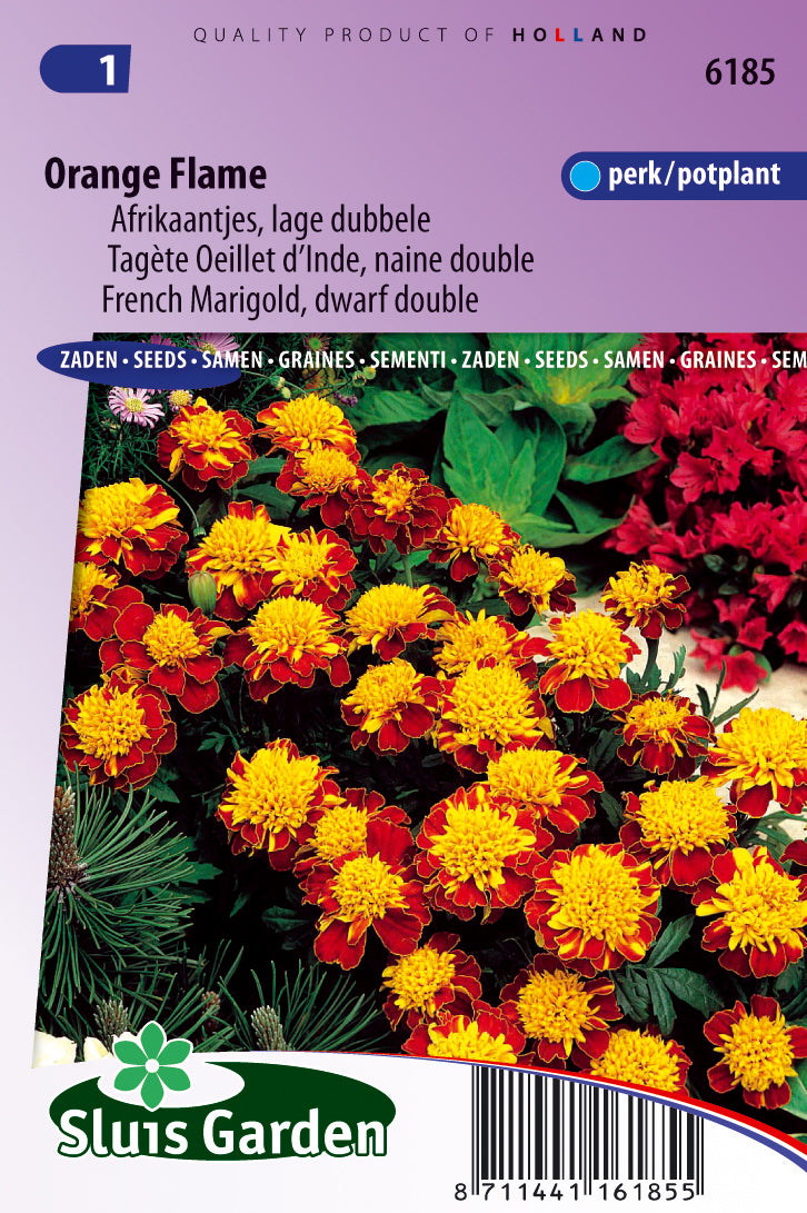 Tagetes French Orange Flame Zaden – Franse Afrikaantjes voor Moestuin – ca. 0,8 g – Sluis Garden – GMO-vrij