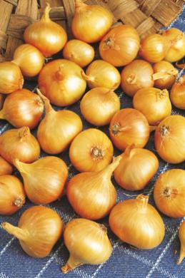 Plant Sjalot Yellow Moon Zaden 500 g – Rijkbloeiende Gele Sjalotten voor Moestuin en Border – Sluis Garden