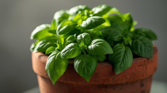 Start je moestuin avontuur met fijne biologische zaden.