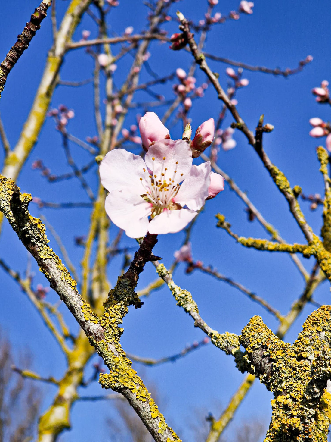 Voorjaar in de tuin: bloesem, voorzaaien en zelfgemaakte lekkernijen.