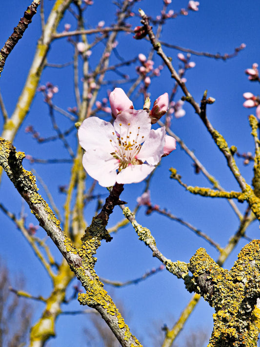 Voorjaar in de tuin: bloesem, voorzaaien en zelfgemaakte lekkernijen.