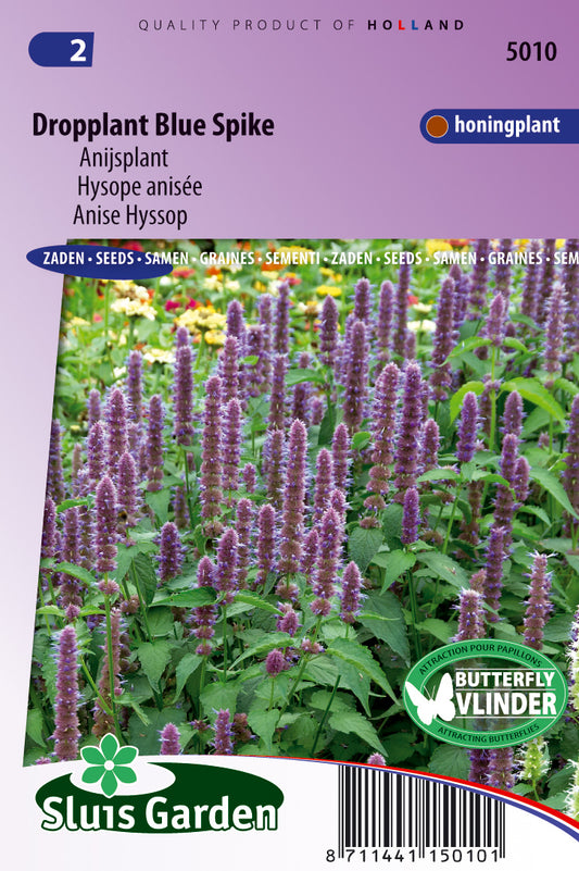Agastache foeniculum ‘Blue Spike’ BIO – Zaadgoed 0,15 g (doosje) voor Moestuin & Bloementuin – Sluis Garden