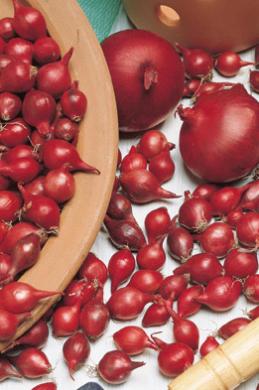 Plant Uien Red Baron Zaden 250 g – Rijkbloeiende Rode Uien voor Moestuin en Border – Sluis Garden